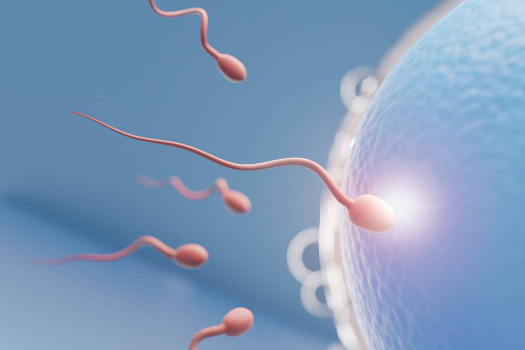 پشکنینی نەزۆکی پیاوان
